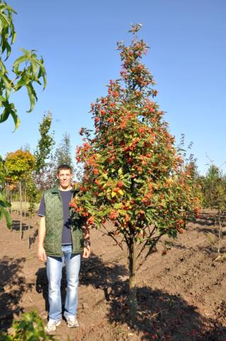 Sorbus x thuringiaca